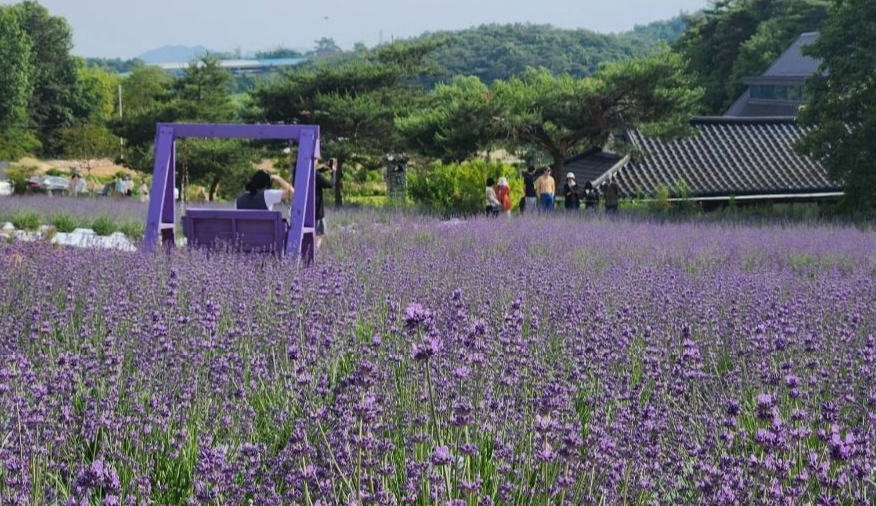 고창청농원 라벤더 정원