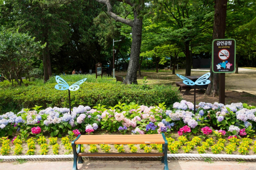인천월미공원 수국