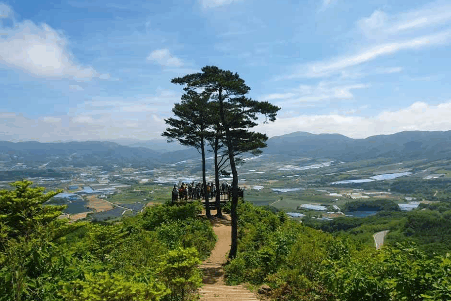 양구, DMZ, 감자꽃, 트레킹, 숲길, 무료참가, 완주메달, 숲밥